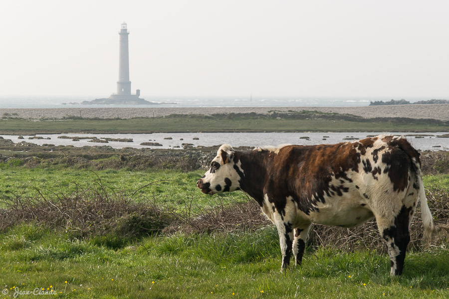 Une vache à proximité du phare de la Hague