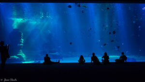 Le grand bassin a un longueur de 60 m, une largeur de 30 m et une profondeur de 8 m, de quoi accueillir plus de 24000 animaux!