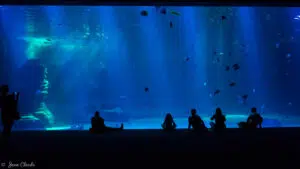Le grand bassin a un longueur de 60 m, une largeur de 30 m et une profondeur de 8 m, de quoi accueillir plus de 24000 animaux!