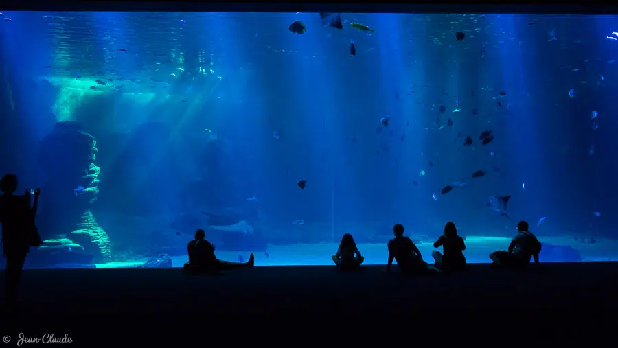 Le grand bassin a un longueur de 60 m, une largeur de 30 m et une profondeur de 8 m, de quoi accueillir plus de 24000 animaux!
