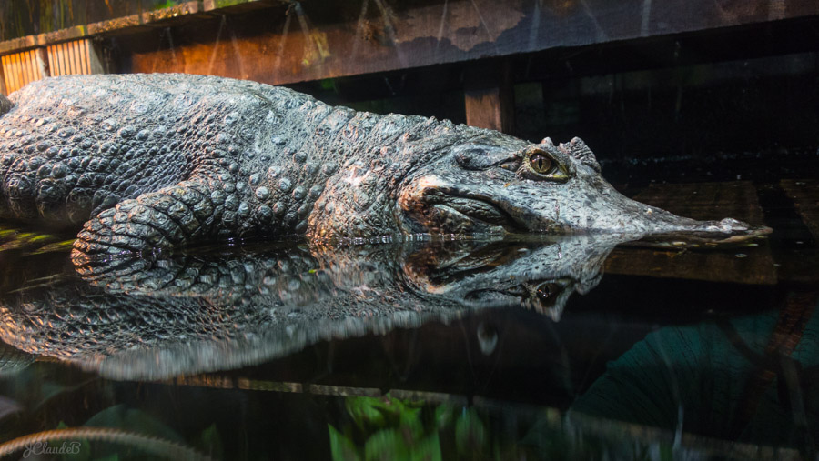 Le caïman à lunette dans la forêt immergée de Nausicaá, 2019