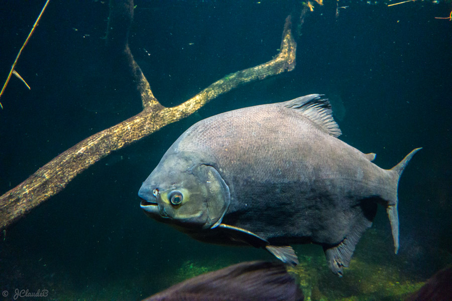 Photo d’un poisson Colossoma sp. d’Amazonie