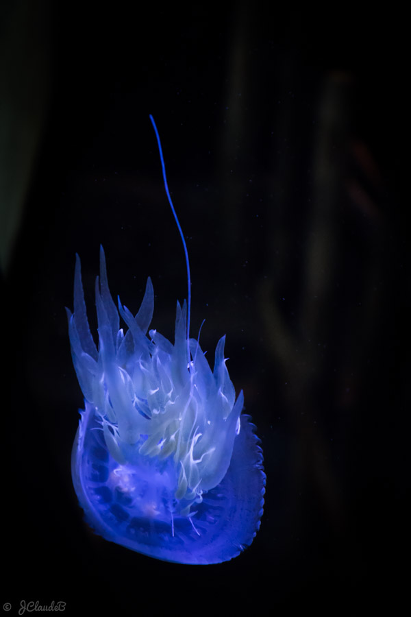 Une méduse flamme à Nausicaá
