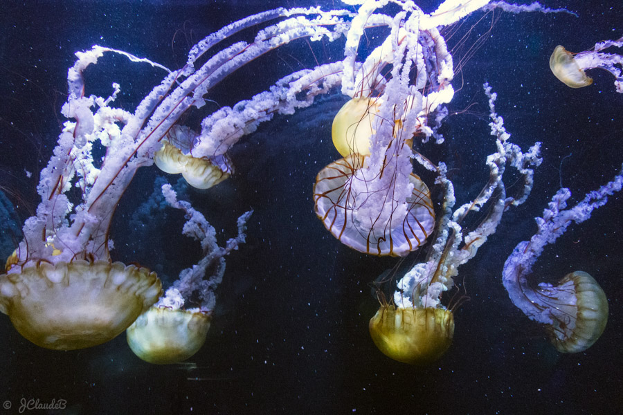 Les méduses dorées à Nausicaa
