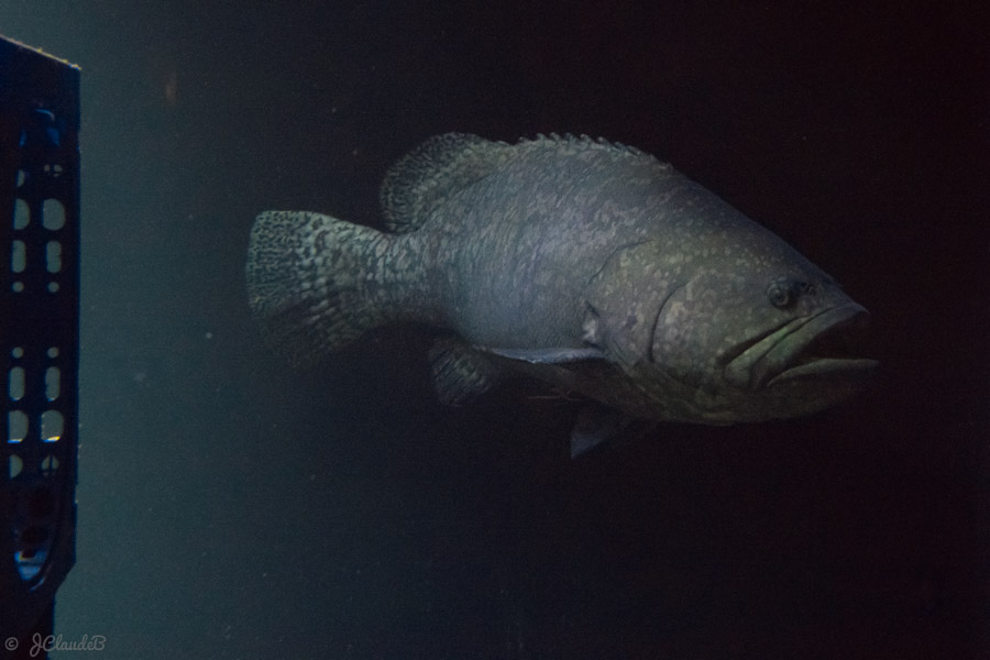 Un gros Mérou à 3200 ISO