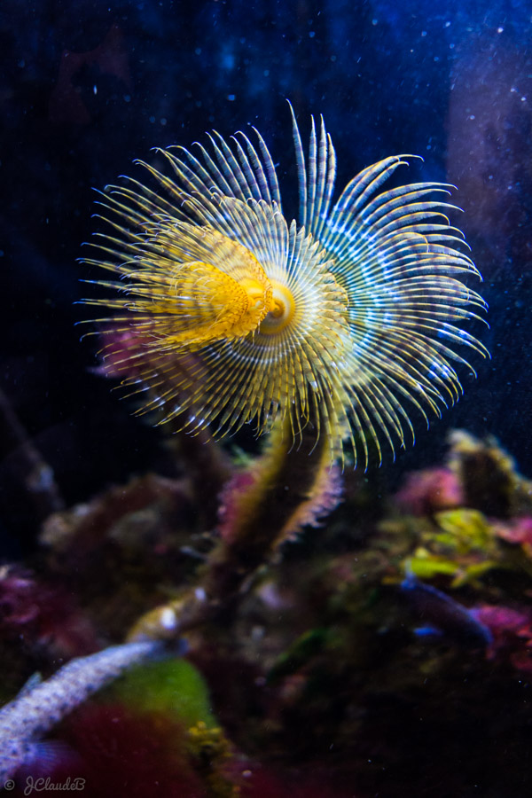 Le spirographe est un ver tubicole qui déploie ses filaments colorés en couronne. On le trouve aussi bien en Manche et mer du Nord qu’en Méditerranée.la moindre alerte.