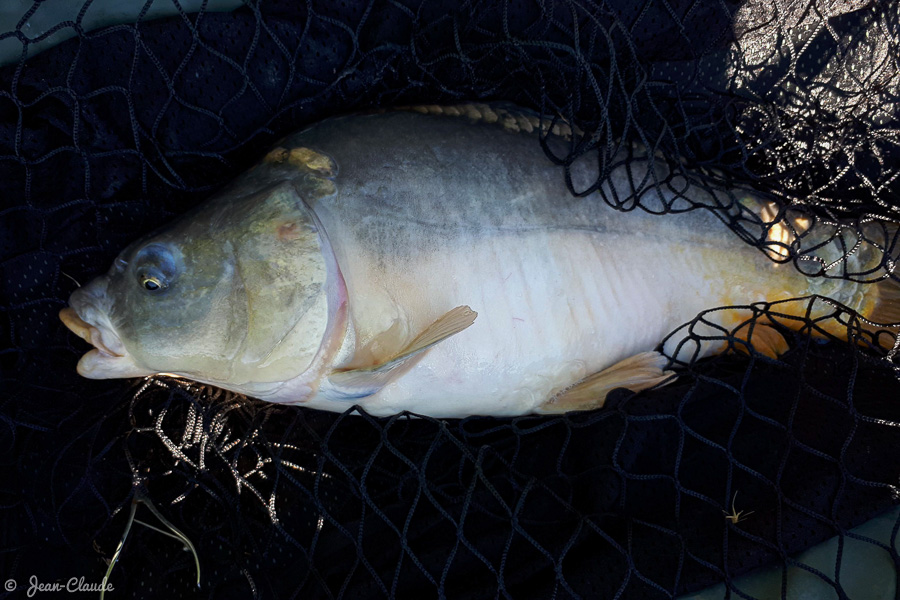 Carpe 3 kg