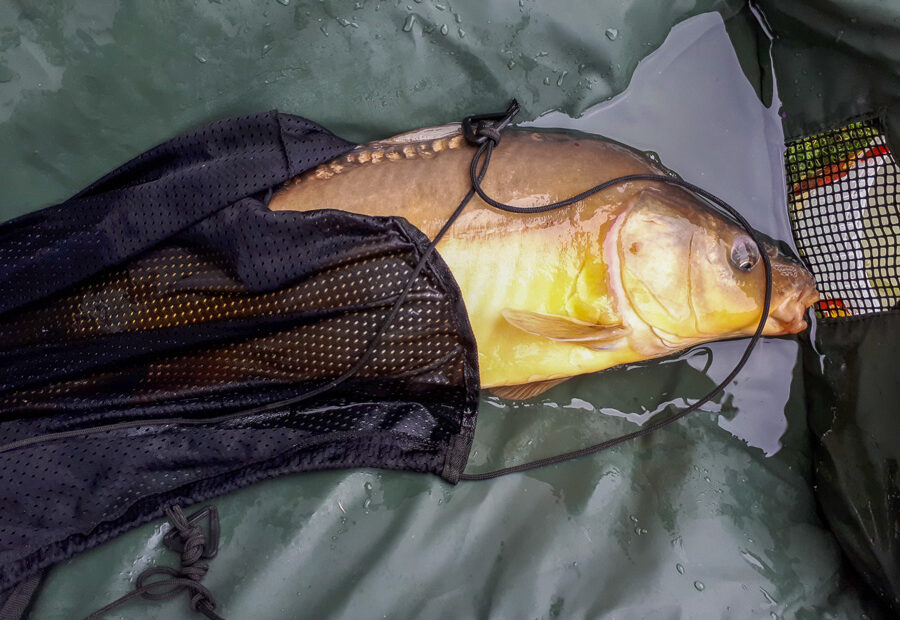 Carpe miroir 3,5 kg