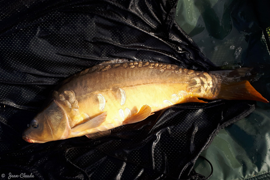 Carpe 4kg