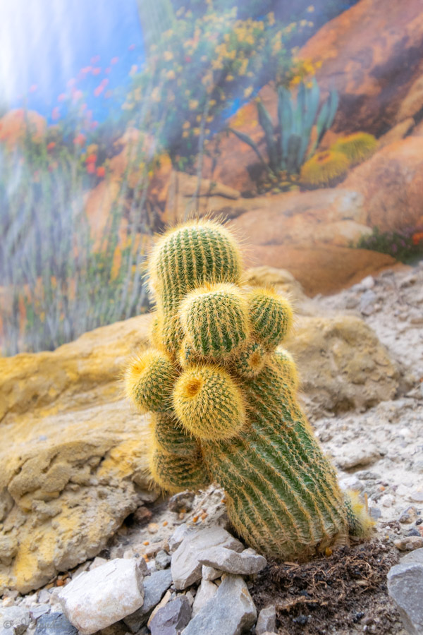 Cactus au Jardin du Beau Pays