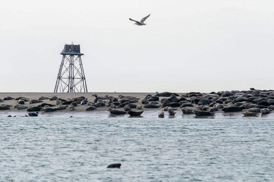 Le phare de Walde et sa colonie de veaux-marins, Marck (Pas-de-Calais)