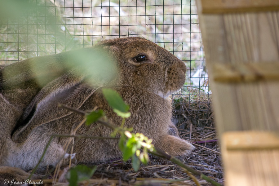 Le lapin au zoo de Fort-Mardyck.