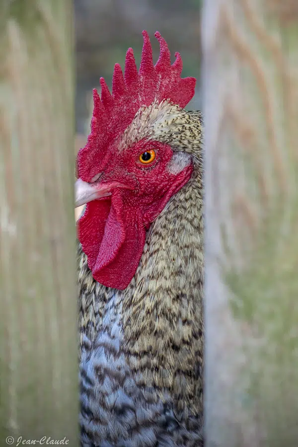 Galliformes - Le coucou des Flandres. - DK, 2021