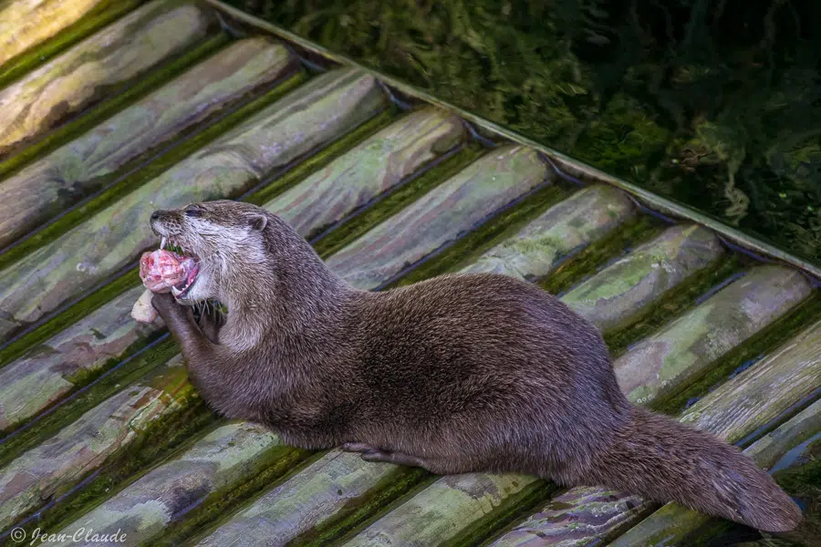 Mammifère carnivore - Loutre d'Europe. - Zoo de Fort-Merdyk, 2021