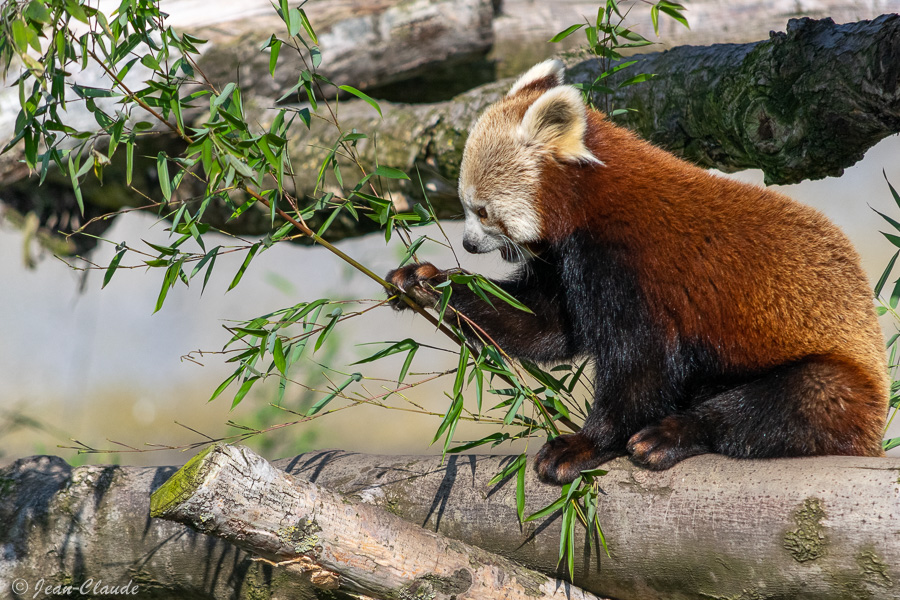 Mammifère carnivore - Panda Roux. - Zoo de Fort-Merdyk, 2021