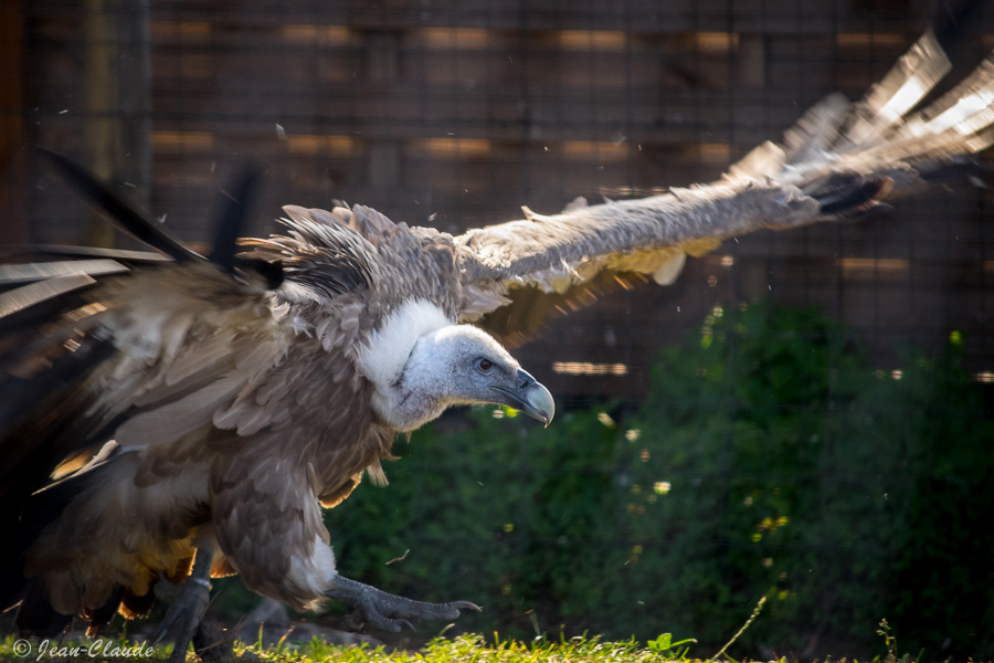 falconiforme nécrophage - vautour fauve pressé de déjeuner. Zoo de Fort-Mardyck, 2021