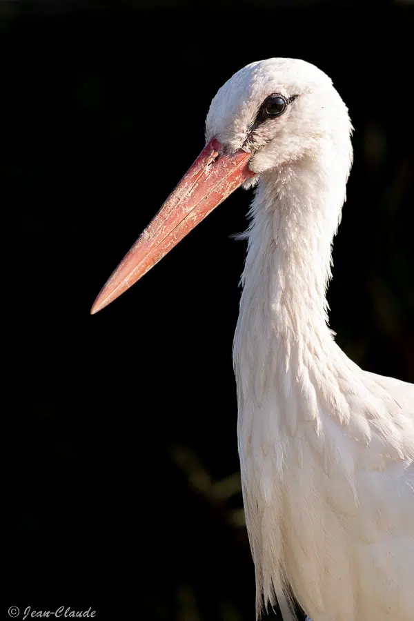 ciconiiforme ciconidé - Cigogne blanche, 2021