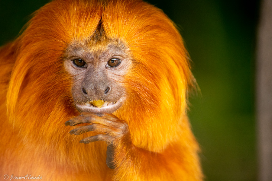 Mammifère primate - Tamarin-lion doré. - Zoo de Fort-Mardyck, 2021