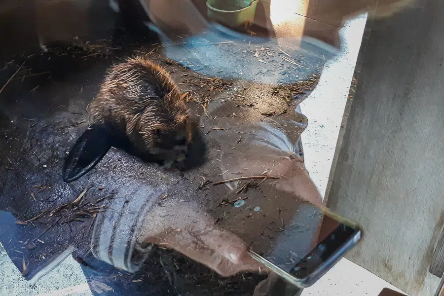 Le castor dans les reflets parasites. - Zoo de Fort-Mardyck, 2021
