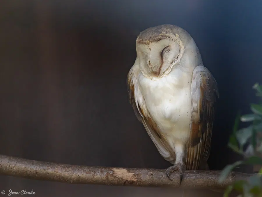 Oiseau tytonidé: La chouette effraie au travers la vitre. - Zoo de Fort-Mardyck, 2021