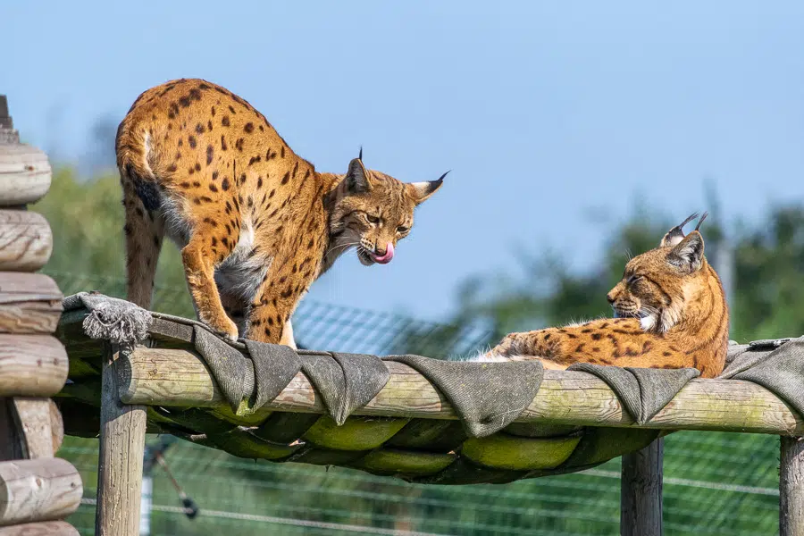 Mammifère carnivore - Lynx des Carpates. - Zoo de Fort-Mardyck, 2021