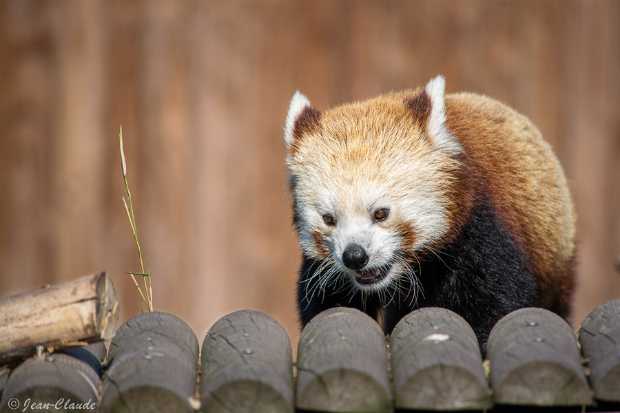 Mammifère carnivore - Panda Roux. - Zoo de Fort-Merdyk, 2021
