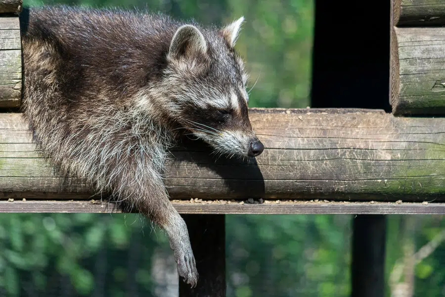 Mammifère Carnivore - le raton Laveur. zoo de Fort-Mardyck-Dunkerque, 2021