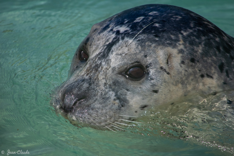 Mammifère Phocidé : Phoque veau-marin. - Zoo de Fort Mardyck, 2021