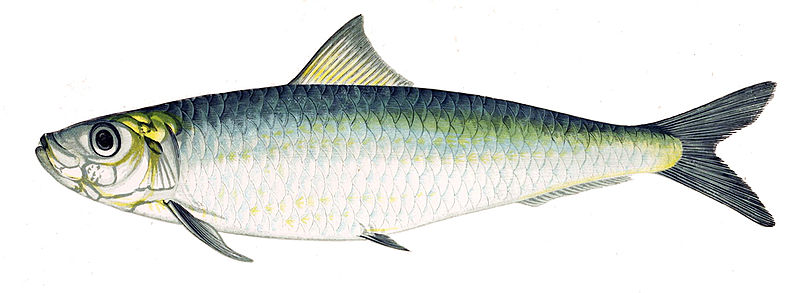 Sardina pilchardus.- Gervais et Boulart, Public domain, via Wikimedia Commons