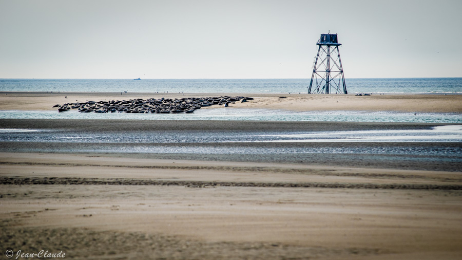 La colonie de phoque et le phare de la Huchette