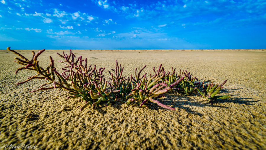 Salicorne rouge à proximité des marais