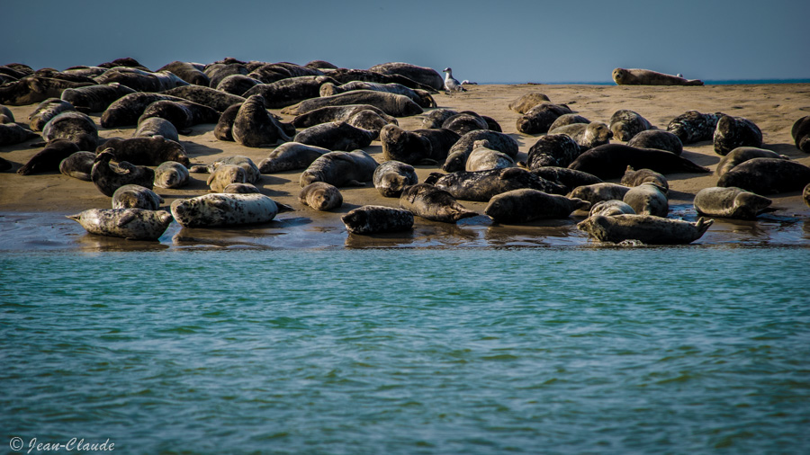 Les phoques sur la plage de la Huchette - (Hemmes de Marck - 62)