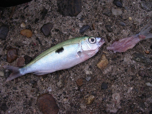 Pêche du bord à Banyuls-sur-Mer