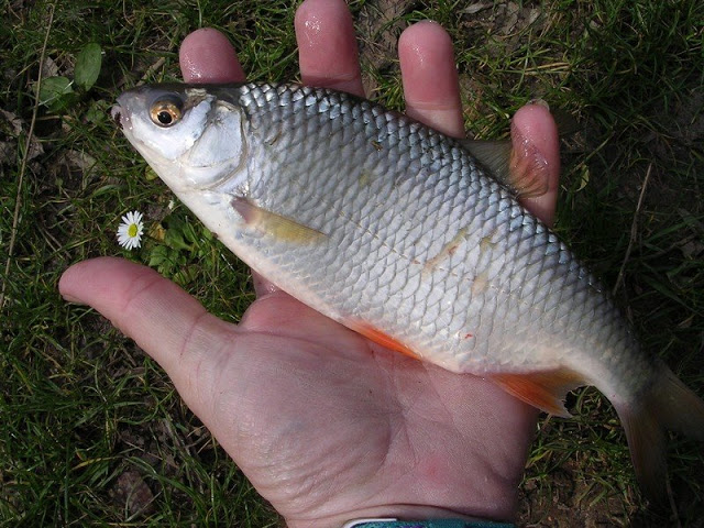 Beau poisson
