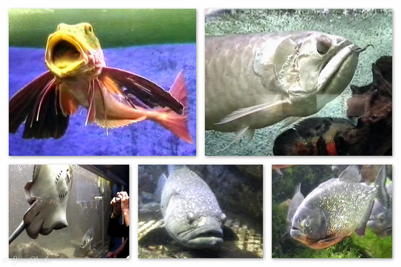 Aquarium de Canet en Roussillon, Images VHS 2005