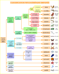Classification et détermination des animaux