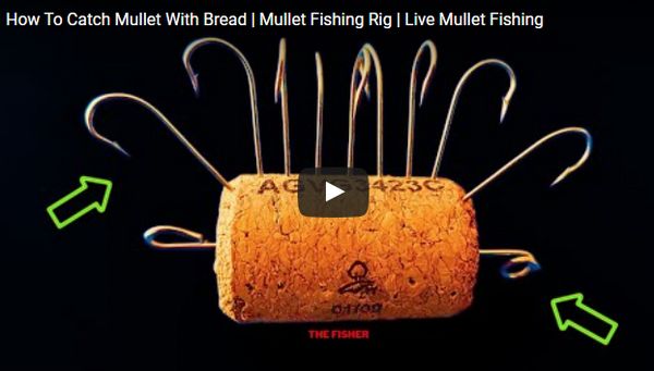 🔵 Pêche du mulet au sandwich