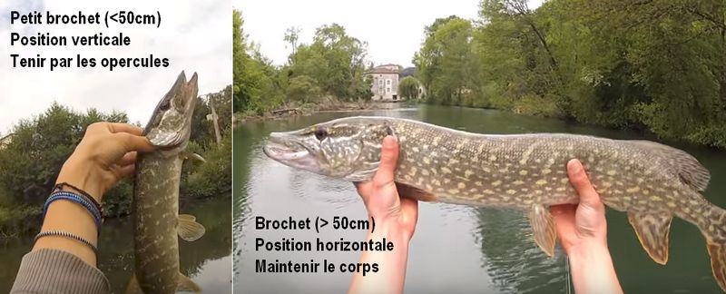 Posing photo, le brochet. - img. Youtube