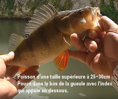 Le posing photo des poissons carnassiers.