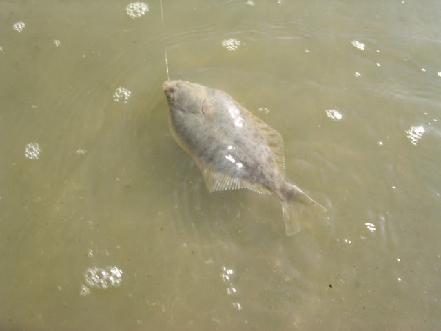 Petit poisson plat