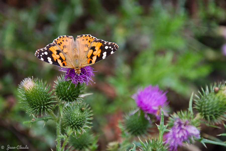 Papillon vu par dessus. - 105 mm - ISO400 - f/5.6 - 1/100. - le lac Bleu à Roeux, 2009