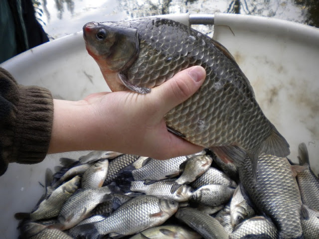 Rempoissonnement : un carassin