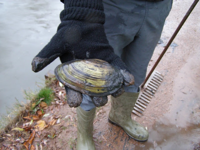 Moule d'étang