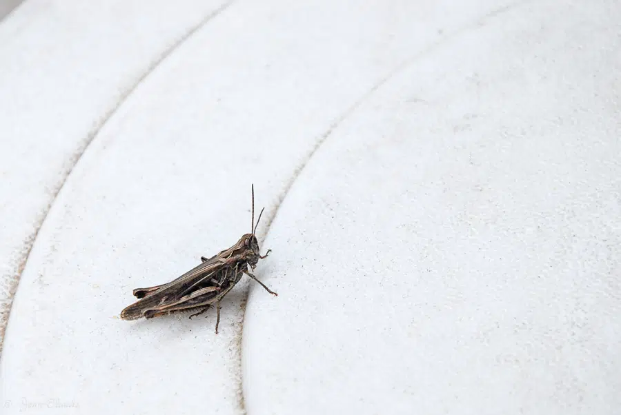 Insecte Orthoptère - Un criquet inattendu au jardin, 2010