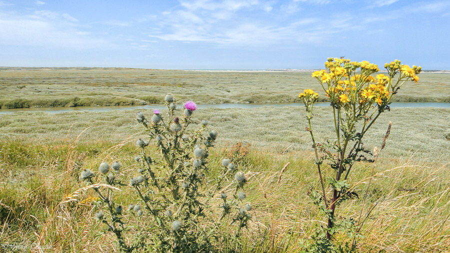 Vue générale sur la Réserve naturelle du Platier d’Oye