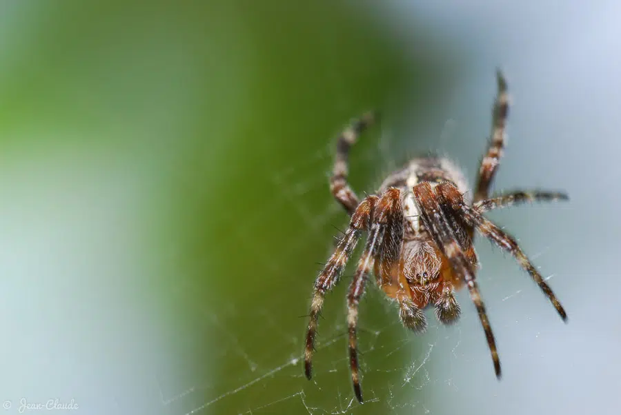 Arachnide - Une araignée au jardin, 2011