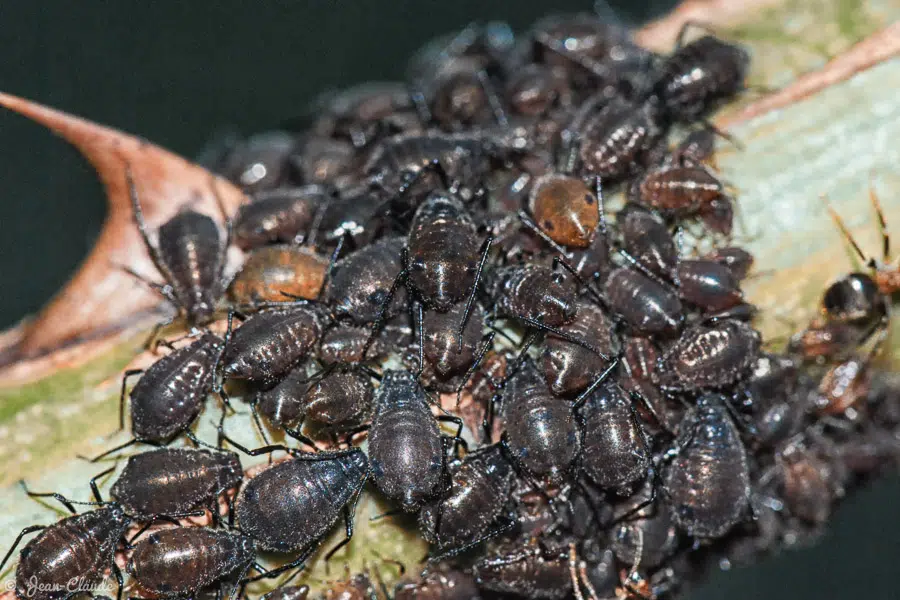 Insecte Hémiptère - Une invasion de pucerons sur les rosiers du jardin, 2011