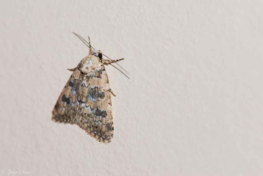 Insecte Lépidoptère - Noctuelle ou papillon de nuit posé sur le muret, 2012