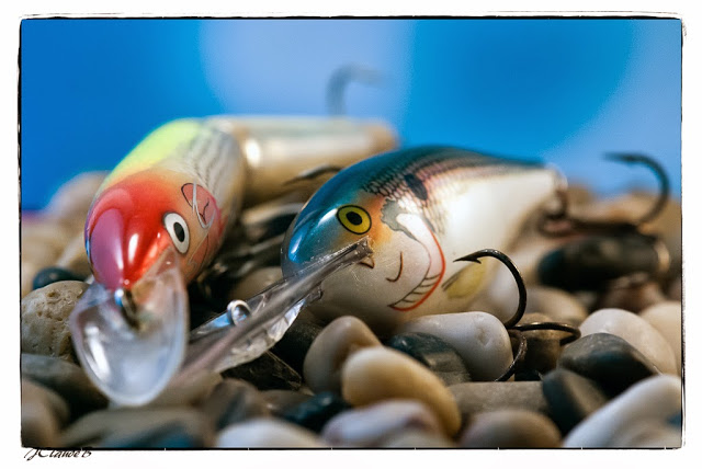Poissons nageurs
