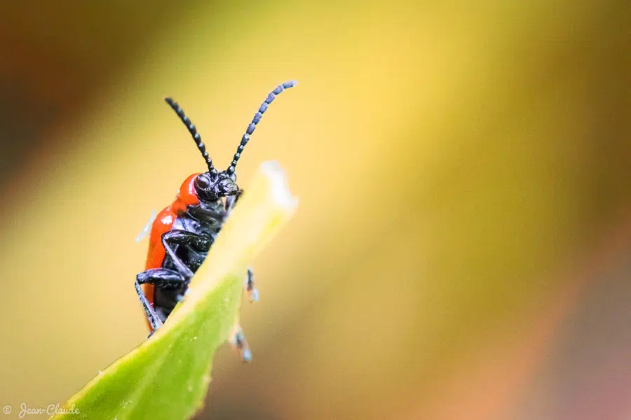 Insecte coléoptère - Lygistopterus sanguineus, 2014